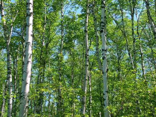 Aspen Tree Background