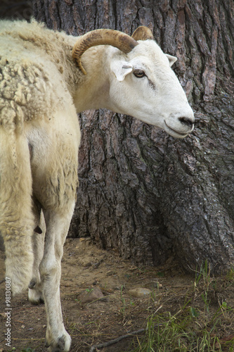 Sheep with horns standing next to white pine, New England.