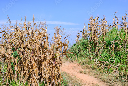 Dried corn field and dirt road with blue sky.