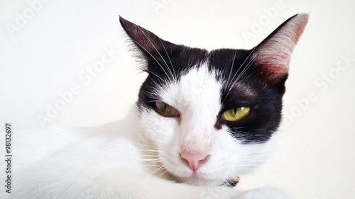 Thai Cat