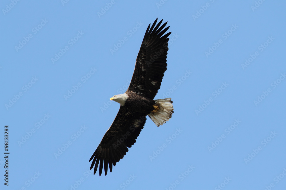 Bald Eagle (haliaeetus leucocephalus) Bald Eagle (haliaeetus leucocephalus)
