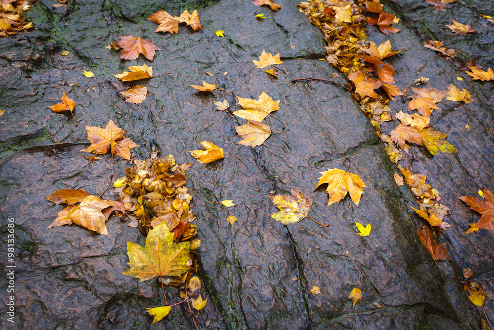 Obraz premium Maple rocks