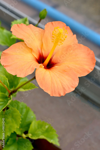 Orange Hibiscus