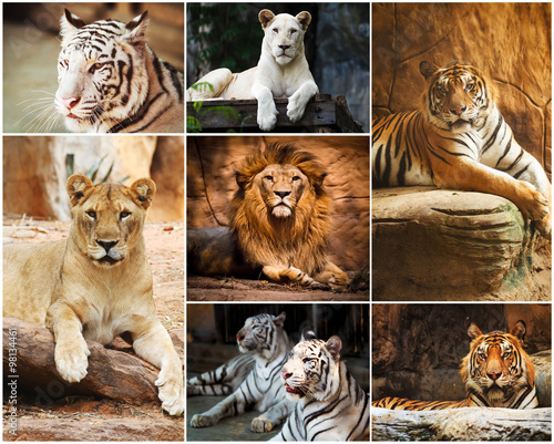Fototapeta Naklejka Na Ścianę i Meble -  Different lion, tiger, white , yellow collage in the zoo