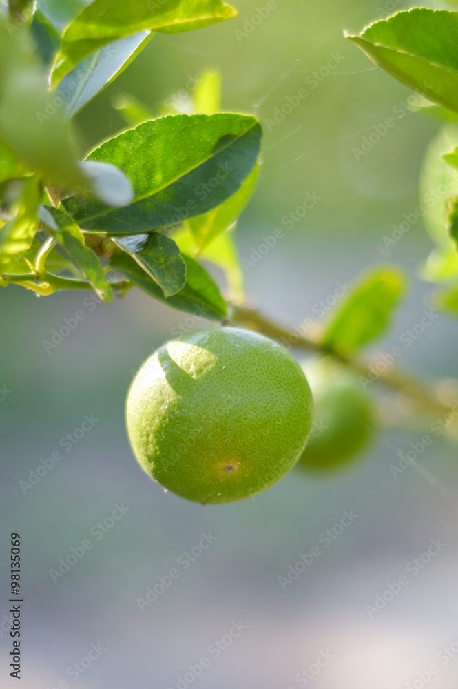fresh lime tree in vegetable garden fresh lime tree in vegetable garden