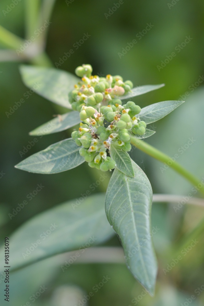 Fototapeta premium painted spurge grass in garden