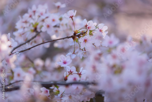 Sakura or cherry blossom on japan