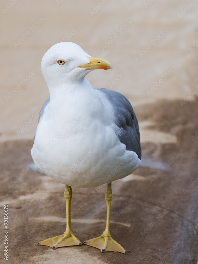 smart beautiful curious seagull looks smart beautiful curious seagull looks