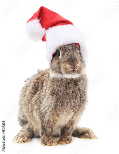 Bunny in Christmas hat.