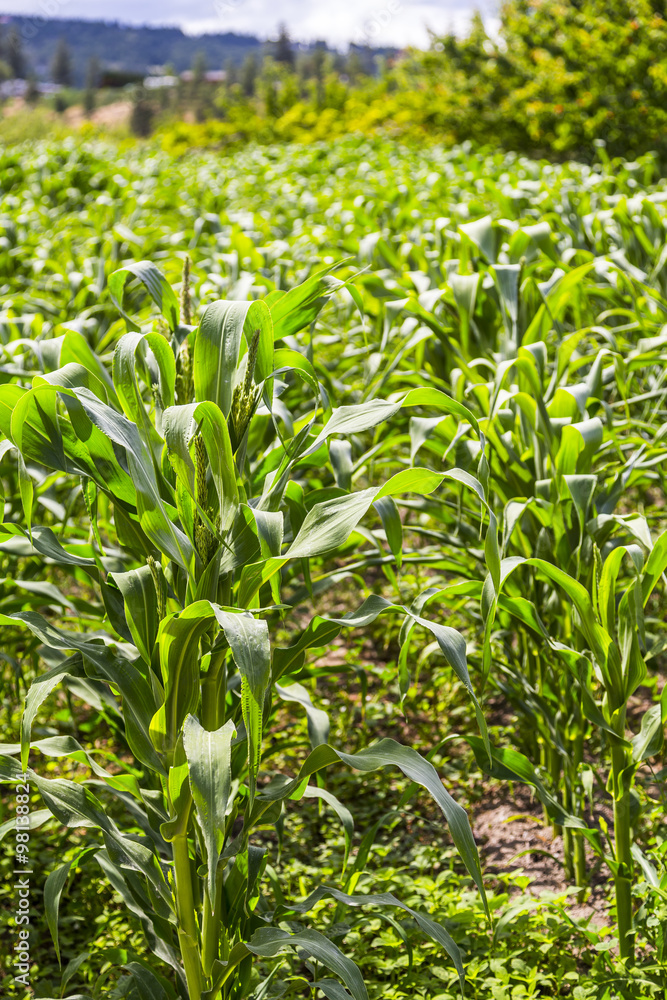 Corn Field Closeup Corn Field Closeup