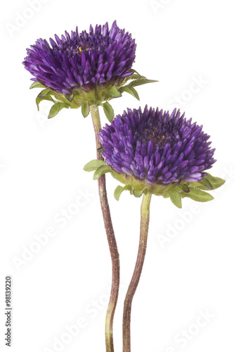 Fototapeta Naklejka Na Ścianę i Meble -  china aster