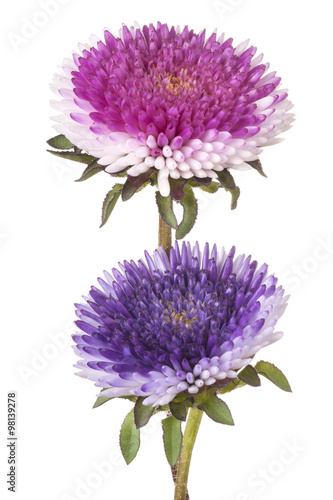 Fototapeta Naklejka Na Ścianę i Meble -  china aster