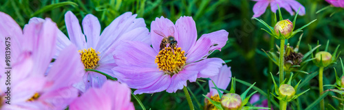 Bee and flower © rookiephoto19