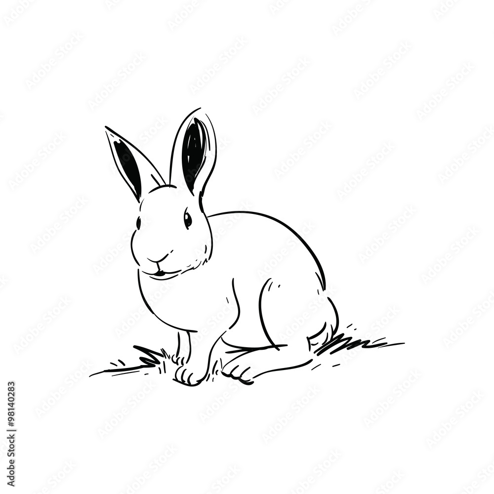Obraz premium Rabbit sketch