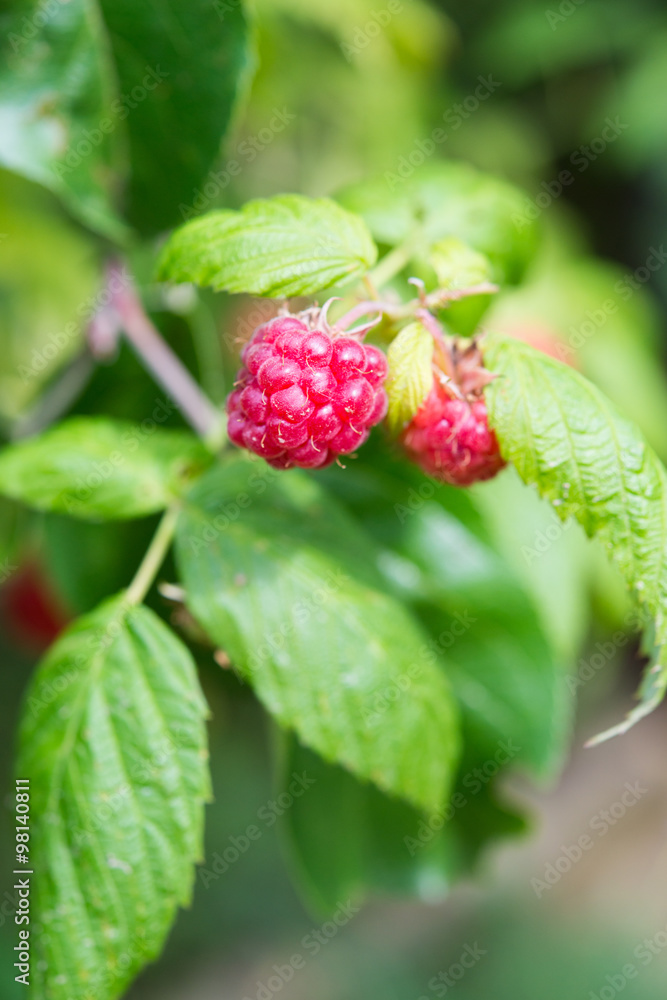 Raspberry on a branch Raspberry on a branch