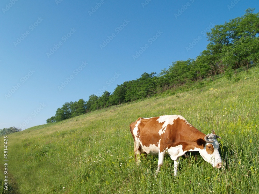 cow on the field