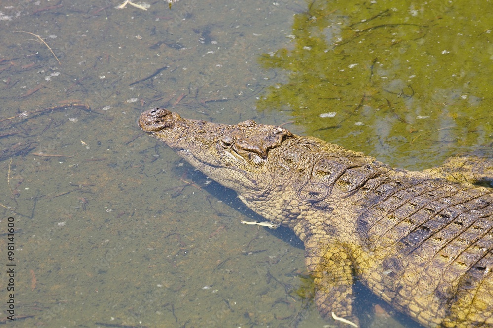 Nile crocodile Crocodylus niloticus on the banks of the in South Africa Nile crocodile Crocodylus niloticus on the banks of the in South Africa