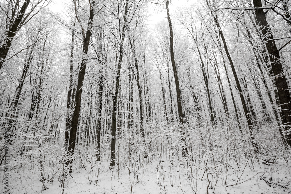 Fototapeta premium forest trees.