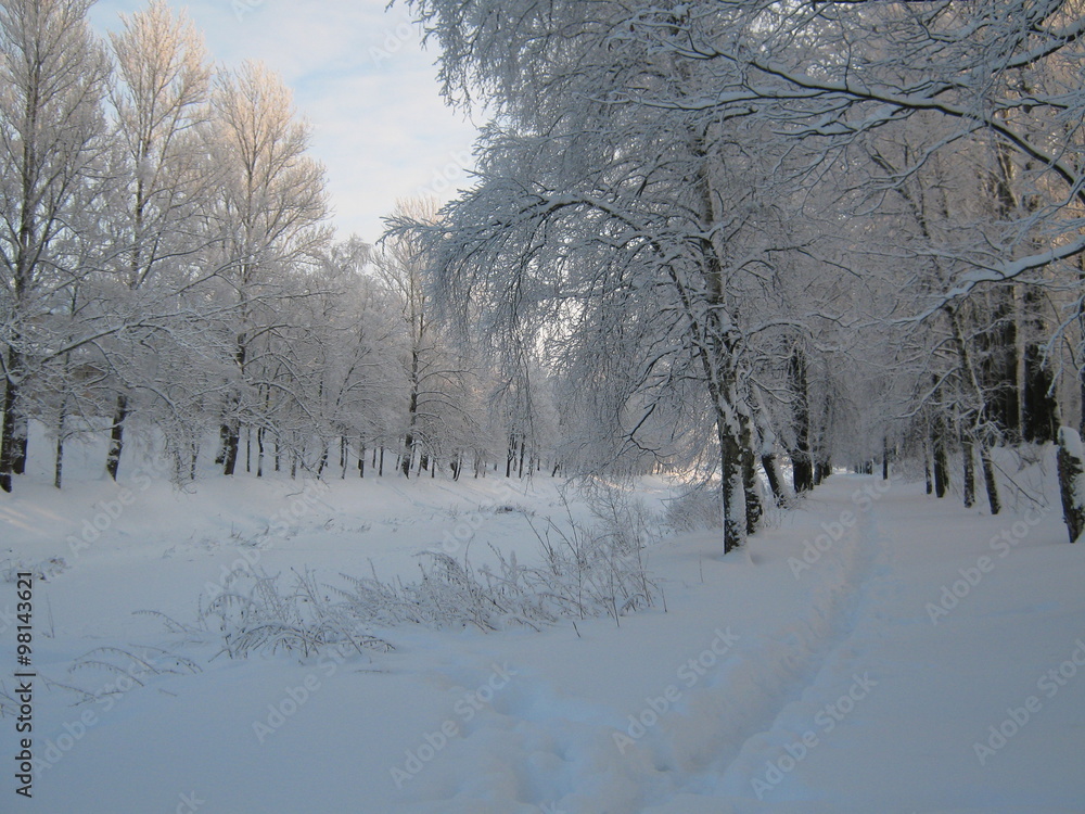 Obraz premium winter in forest