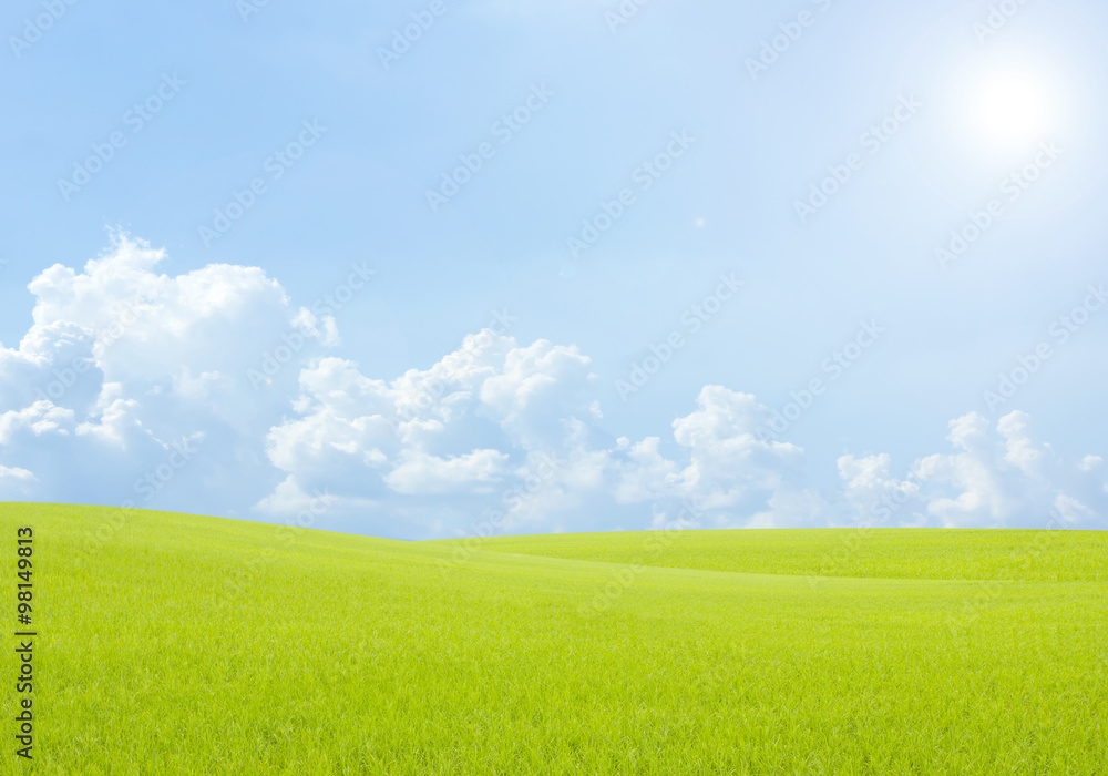 Rice field green grass blue sky cloud  landscape background