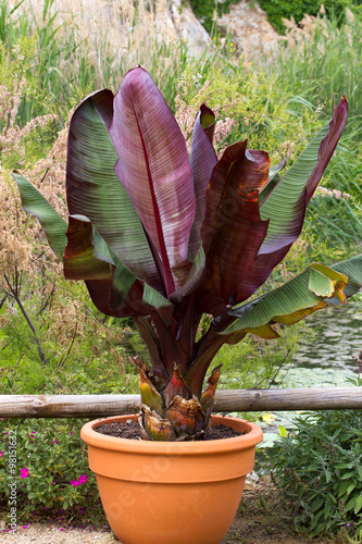 Ensete banana in pot  at garden