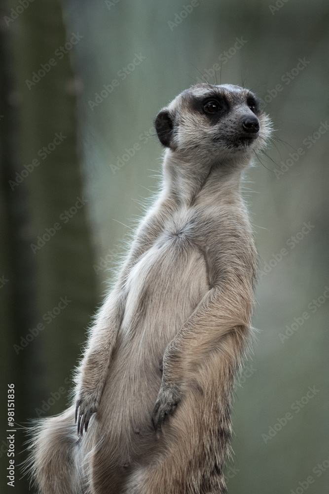 Fototapeta premium The meerkat