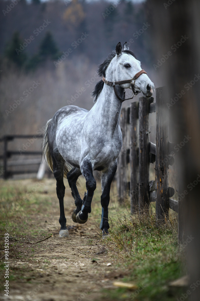 Lonely gray horse - obrazy, fototapety, plakaty 
