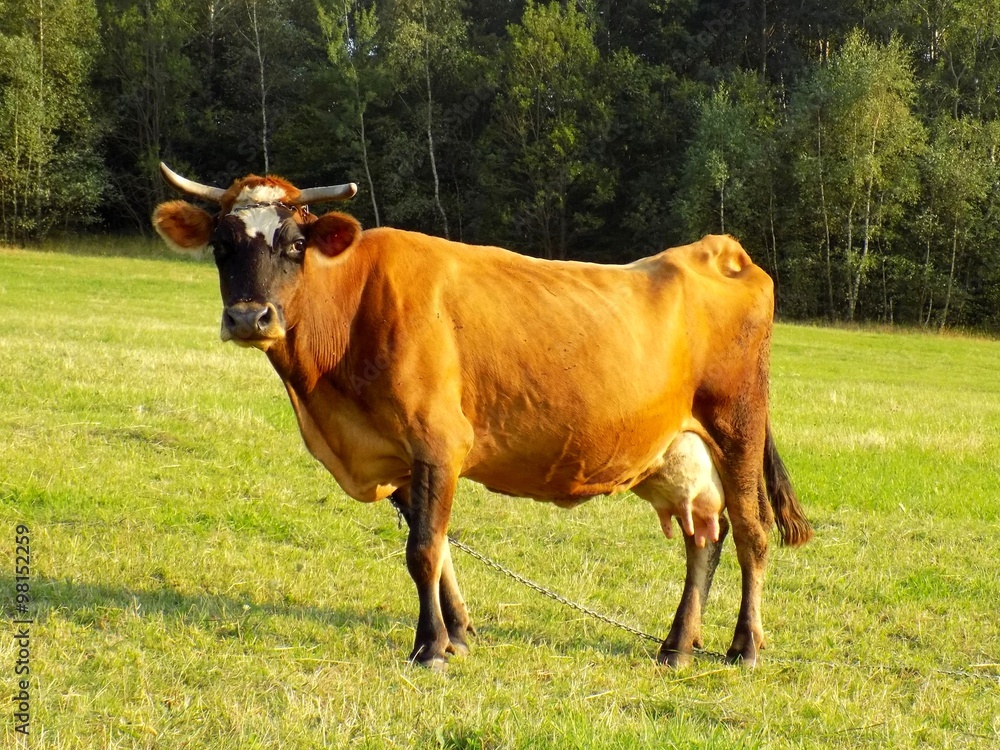 Cow on meadow Cow on meadow