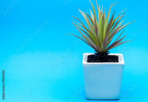 Trees in pots on blue background