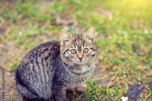 Fototapeta Naklejka Na Ścianę i Meble -  Portrait of kitten outdoors in the garden