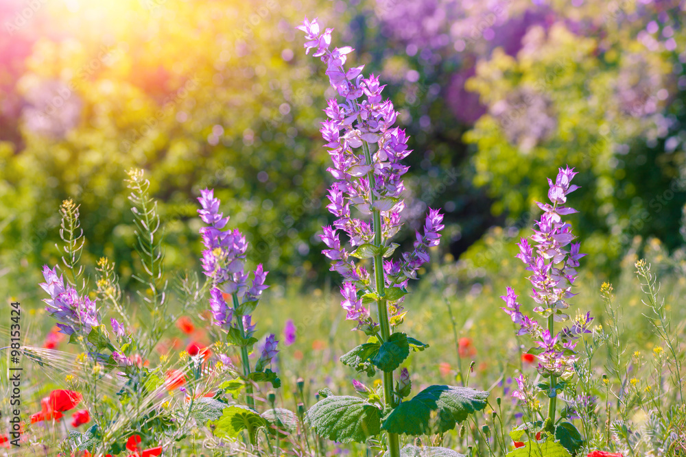 Fototapeta premium Wilde flowers on the field