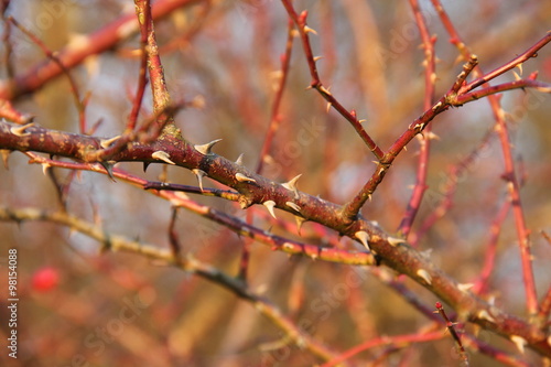 Fotografie, Obraz close photo of some twigs with thorns
