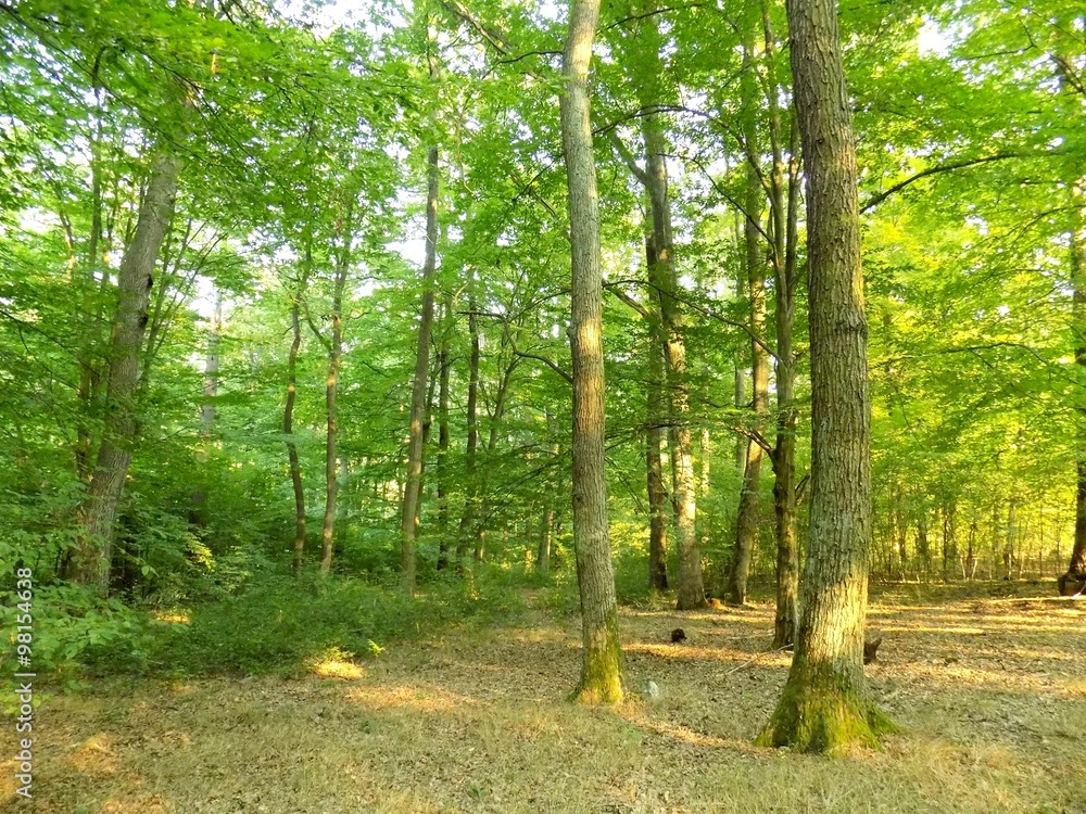 Fototapeta premium Lasy liściaste