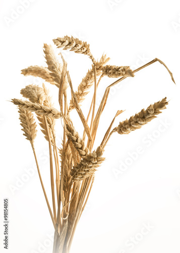 Mehrere Weizenähren auf weissem Hintergrund  photo