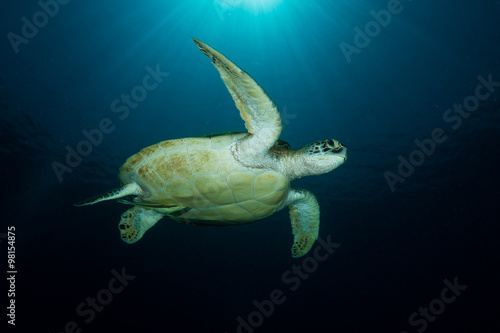 A Green Turtle - Chelonia Mydas - swims under the sun. taken in Komodo National Park, Indonesia.