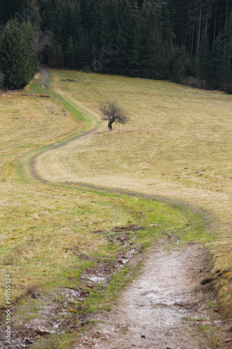 winding path leading through the landscape with solitary tree in autumn