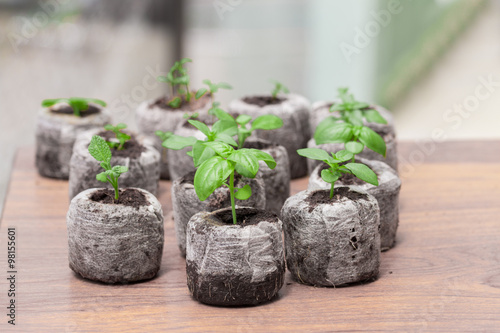 Tableau sur toile Sprouts of herbs planted in grow pallets