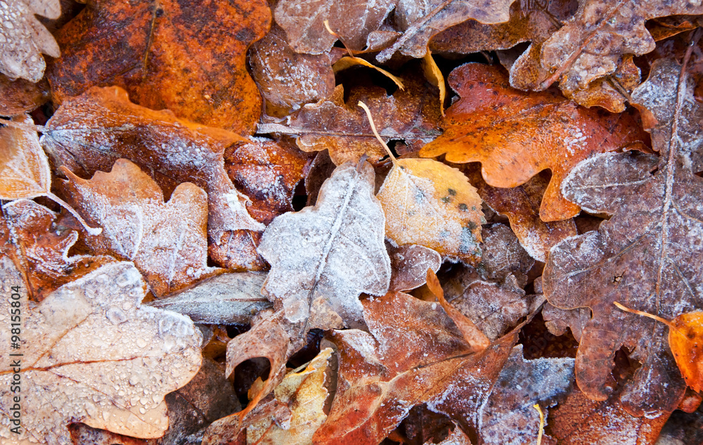 Abstract autumn background, frozen leaves, small depth of field