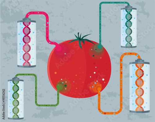 GMO concept of  genetically modified tomato