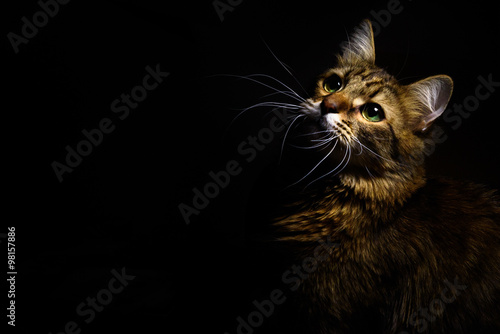 Fototapeta Naklejka Na Ścianę i Meble -  cute sweet tabby cat with interesting wise look on black backgro