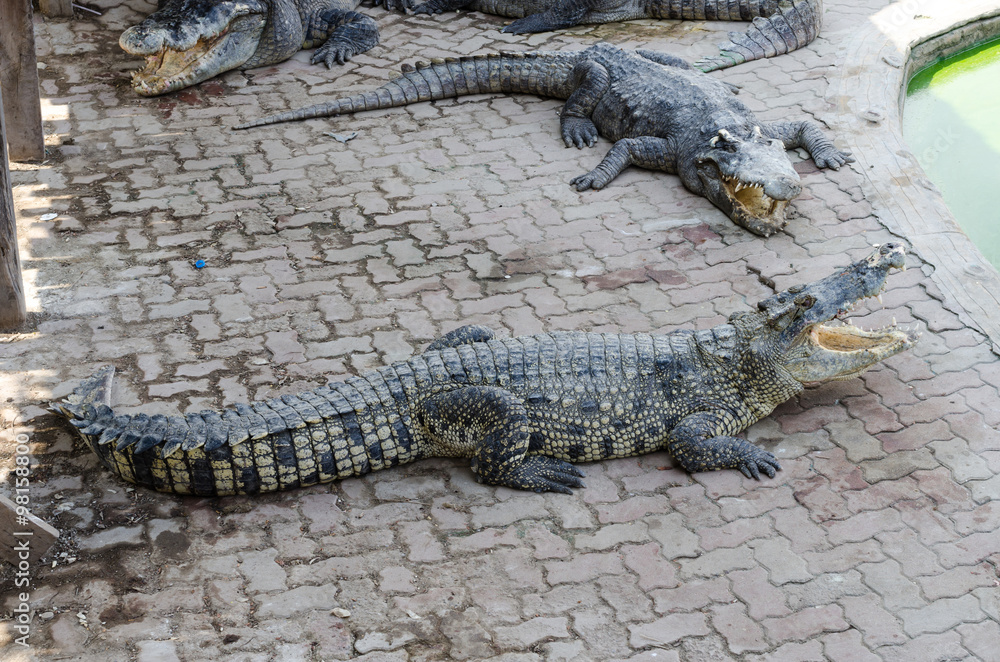 Fototapeta premium Big crocodile in a crocodile farm