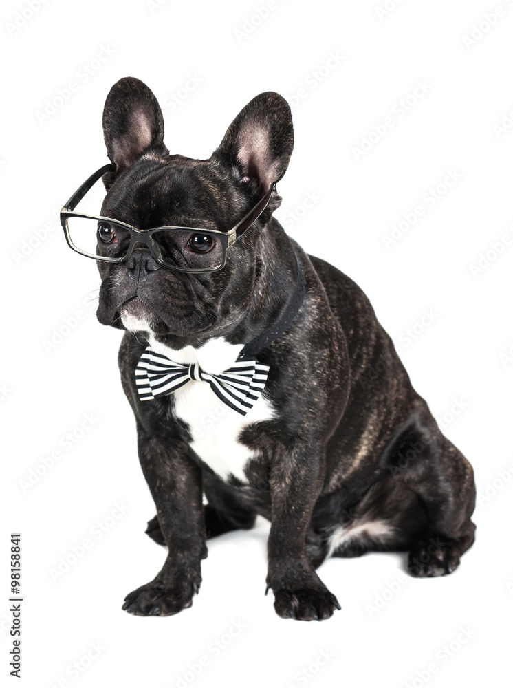 dog breed French Bulldog in glasses
