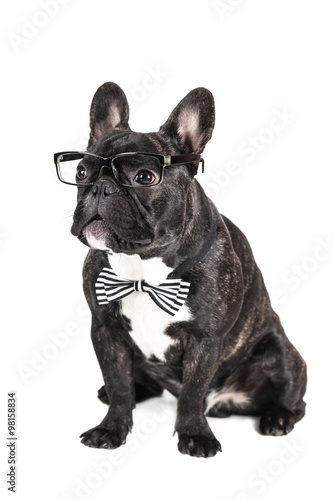 dog breed French Bulldog in glasses © Olexandr