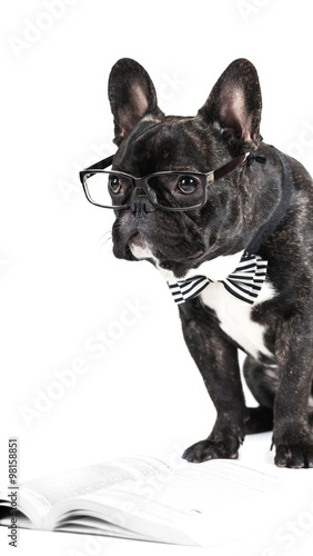 French Bulldog in glasses and a bow tie © Olexandr