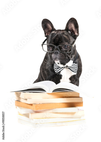 French Bulldog in glasses