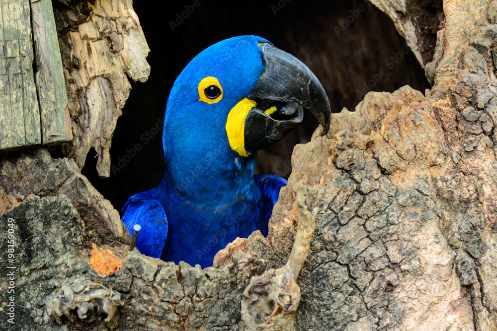 Obraz premium Profle of a Hyacinth macaw