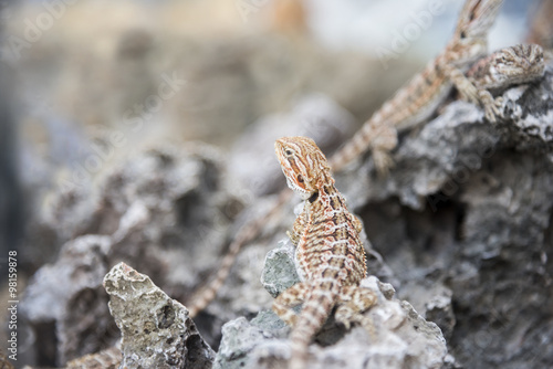 Bearded Dragon Agama Lizard on stone photo