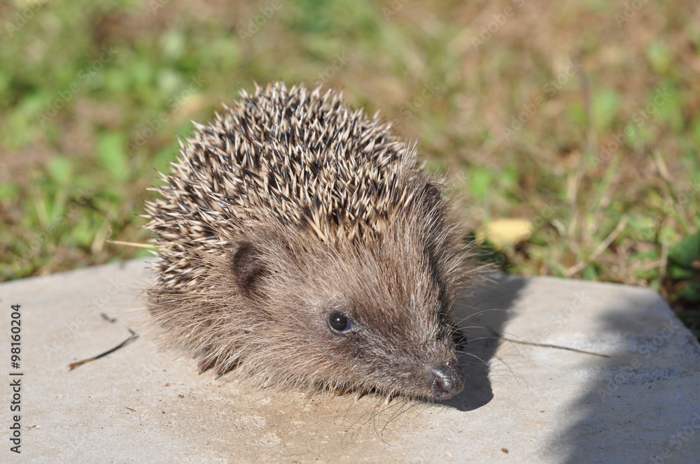 Hedgehog mammal Hedgehog mammal