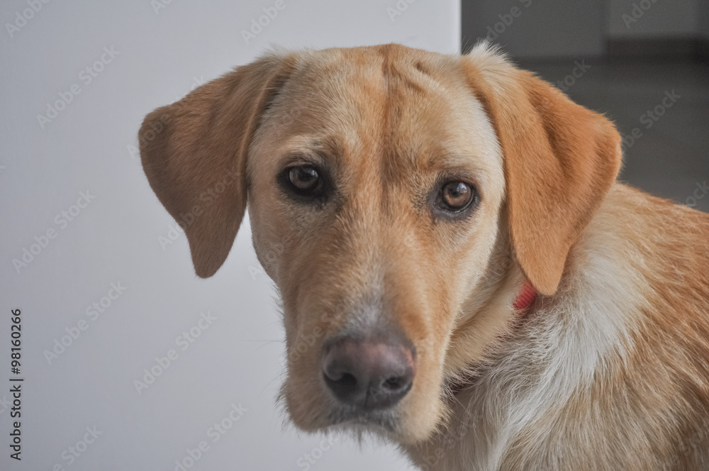 Labrador dog