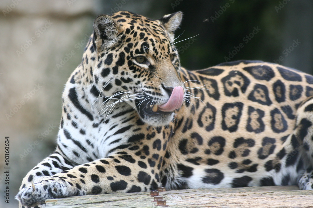 Jaguar gourmand Jaguar gourmand